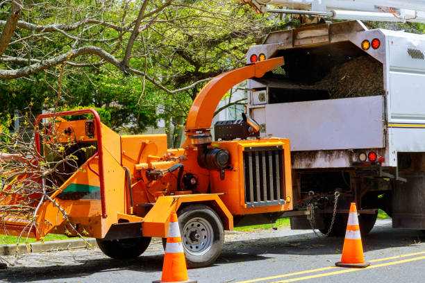 Arnold, CA Tree Services Company