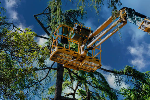 Best Leaf Removal  in Arnold, CA