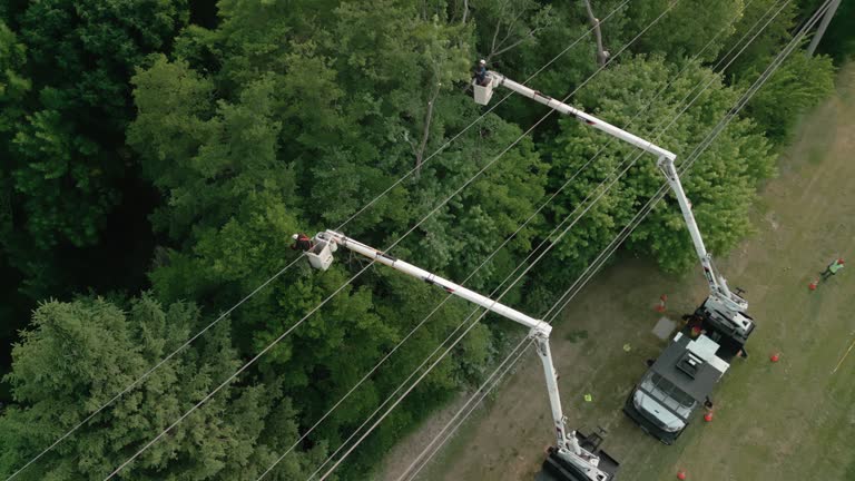 How Our Tree Care Process Works  in  Arnold, CA