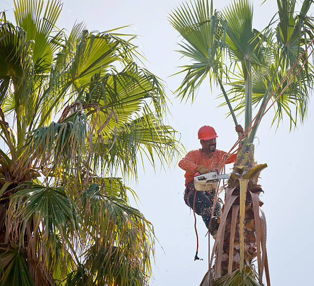 Best Tree Removal  in Arnold, CA