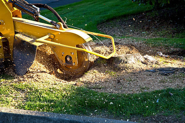 Best Grass Overseeding  in Arnold, CA